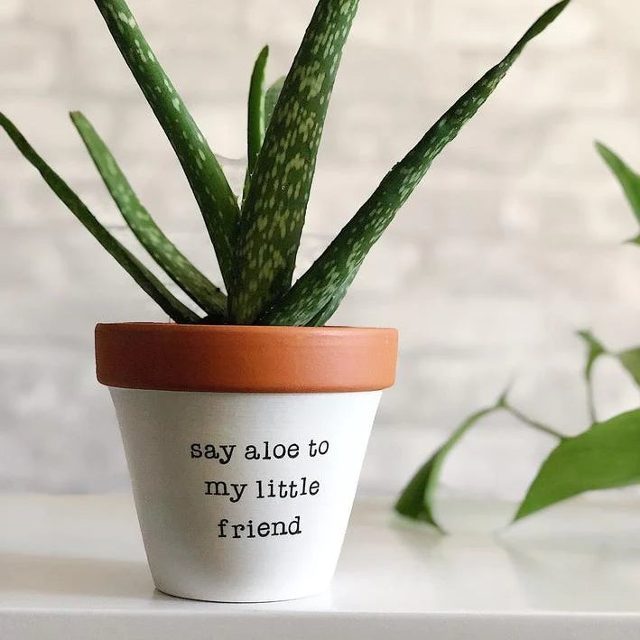 Rally & Roots Planter | Say Aloe To My Little Friend | $19.99