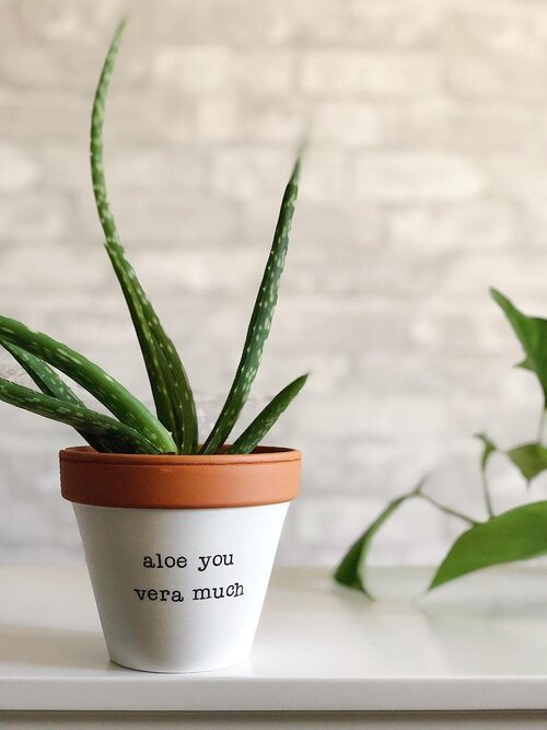 Rally & Roots Planter | Aloe You Vera Much | $19.99